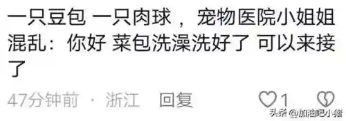猫咪最新永久地域网名(猫咪的最新网名自动跳转)插图11 猫咪最新永久地域网名(猫咪的最新网名自动跳转)插图11