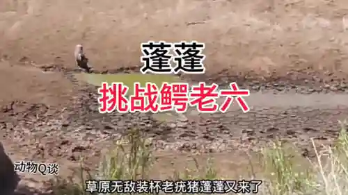 动物无敌阵容搭配(动物自走棋阵容推荐)