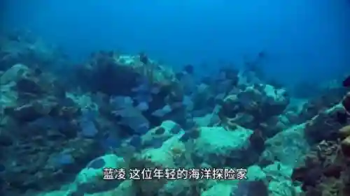 海洋之心布阵搭配什么阵容(自由之心阵容搭配攻略)