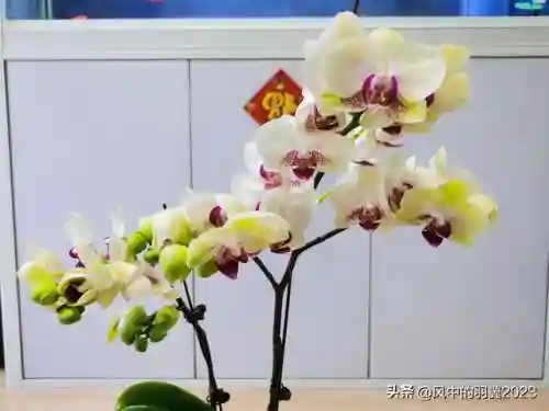 绿熊最强阵容搭配(黑白双熊时期灰熊阵容)插图5