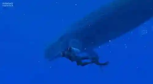 龙之幻想阵容搭配(龙族幻想12个职业推荐)插图10