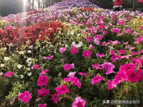 洛克王国紫藤快速获得(洛克王国紫藤150怎么弄)插图50