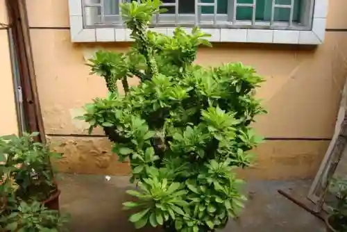 镇宅最灵的三种花(排名第一镇宅花)插图6