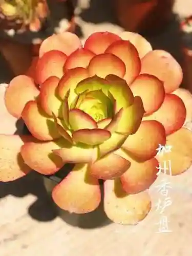 法师最牛最霸气名字(一眼就看出是玩法师的ID)插图28