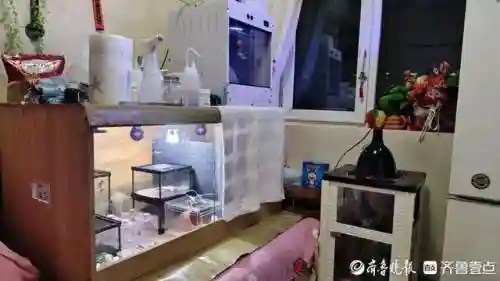 蜘蛛养蛙阵容搭配(癫癫蛙的考验最强输出阵容)插图3