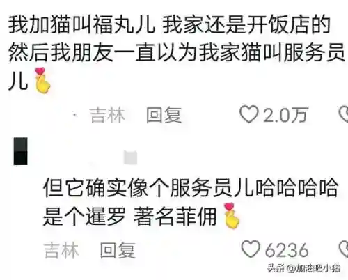 猫咪最新永久地域网名(猫咪的最新网名自动跳转)插图7 猫咪最新永久地域网名(猫咪的最新网名自动跳转)插图7