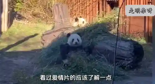 狗熊奶妈阵容怎么搭配(云顶之弈奶妈主c阵容)插图2 狗熊奶妈阵容怎么搭配(云顶之弈奶妈主c阵容)插图2