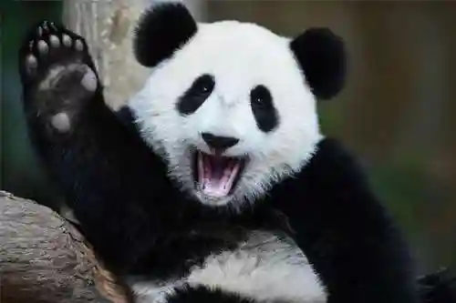 大熊猫的资料(三年级写熊猫300字优秀)插图5