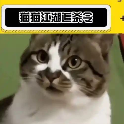 赏金猎人猫咪阵容搭配(赏金猎人阵容怎么运营)插图2