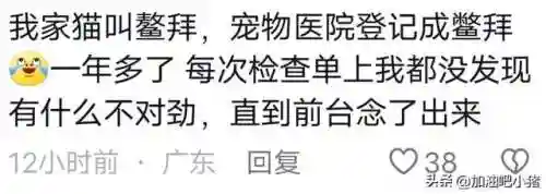 猫咪最新永久地域网名(猫咪的最新网名自动跳转)插图20 猫咪最新永久地域网名(猫咪的最新网名自动跳转)插图20