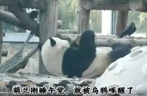 疯狂小鸟出击阵容搭配(全民鸟将后期阵容搭配推荐)插图18