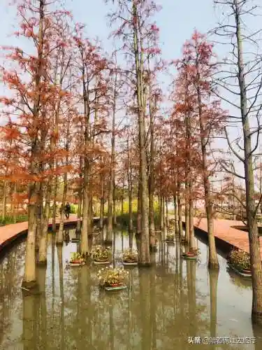 洛克王国紫藤快速获得(洛克王国紫藤150怎么弄)插图8