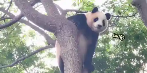 疯狂小鸟出击阵容搭配(全民鸟将后期阵容搭配推荐)插图29