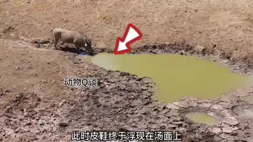动物无敌阵容搭配(动物自走棋阵容推荐)插图1