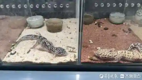 蜘蛛养蛙阵容搭配(癫癫蛙的考验最强输出阵容)插图5