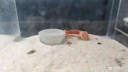 蜘蛛养蛙阵容搭配(癫癫蛙的考验最强输出阵容)