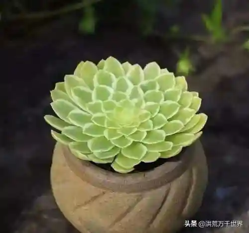 阴阳法师阵容搭配图表(王者模拟战法师阵容)插图25 阴阳法师阵容搭配图表(王者模拟战法师阵容)插图25