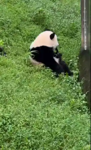 疯狂小鸟出击阵容搭配(全民鸟将后期阵容搭配推荐)插图36