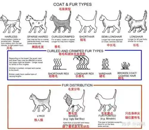 不同阵容猫咪搭配图表大全(狂战士搭配什么阵容)插图9