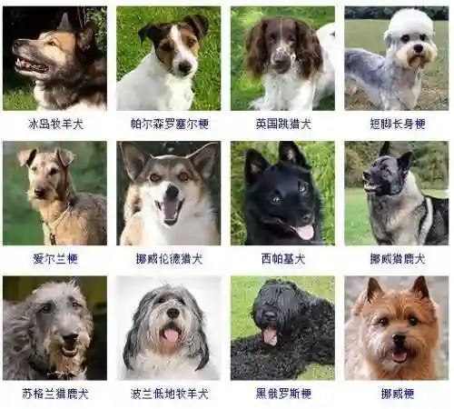 宠物狗的品种及价格图片大全(十大适合家养的狗)插图9