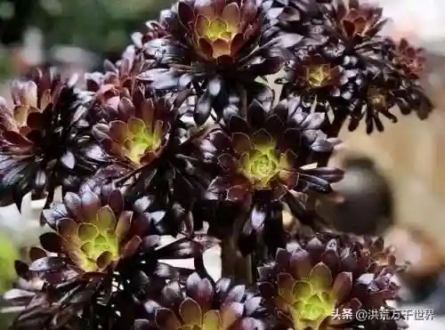 阴阳法师阵容搭配图表(王者模拟战法师阵容)