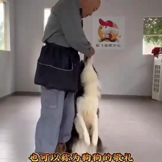 杭州训狗大师阵容搭配(格斗家配什么阵容)插图1