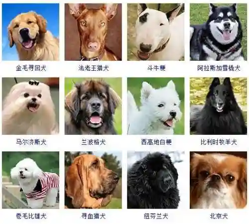 宠物狗的品种及价格图片大全(十大适合家养的狗)插图2