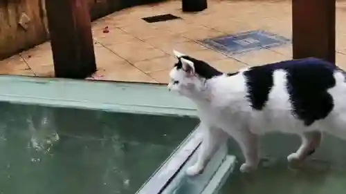 2023猫咪的地址有人收藏了吗(猫咪成人地域网名怎么取)