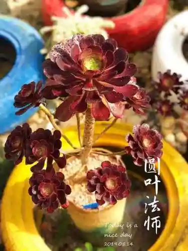 法师最牛最霸气名字(一眼就看出是玩法师的ID)插图46