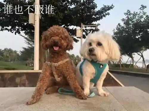 赛尔号哈莫雷特怎么获得2022(赛尔号哈莫进化图鉴)插图7