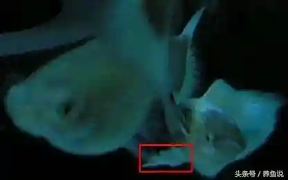 孔雀三拉阵容搭配(潘多拉阵容搭配推荐)插图3