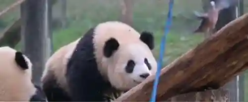 疯狂小鸟出击阵容搭配(全民鸟将后期阵容搭配推荐)插图33