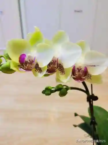绿熊最强阵容搭配(黑白双熊时期灰熊阵容)插图1
