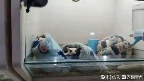 蜘蛛养蛙阵容搭配(癫癫蛙的考验最强输出阵容)插图1