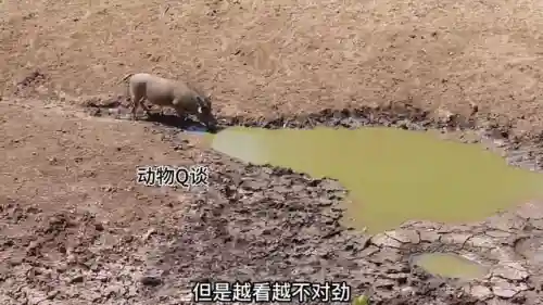 动物无敌阵容搭配(动物自走棋阵容推荐)插图2