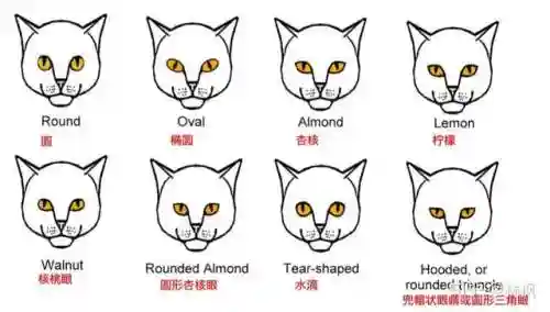不同阵容猫咪搭配图表大全(狂战士搭配什么阵容)插图4