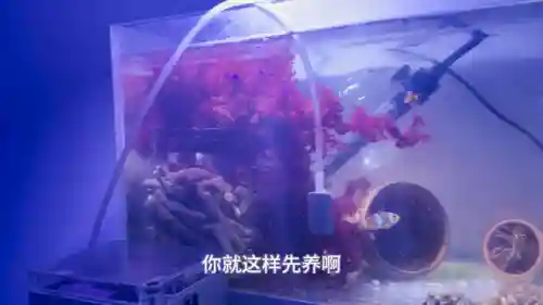 新手下海阵容搭配(碧蓝航线前期推图阵容)插图2