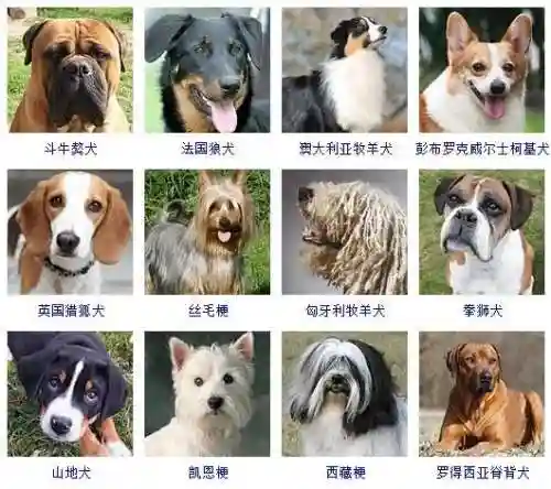 宠物狗的品种及价格图片大全(十大适合家养的狗)插图6