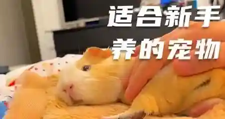 可爱宠物连连看(经典版宠物连连看)插图2