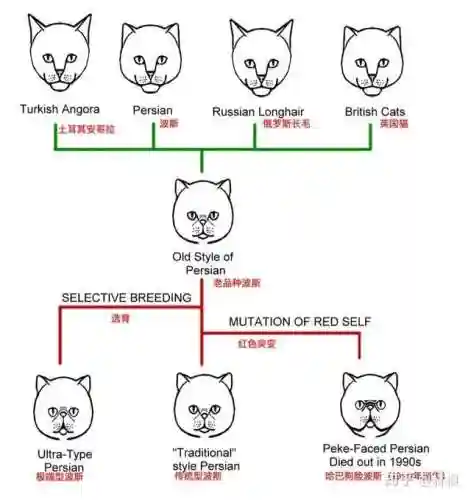 不同阵容猫咪搭配图表大全(狂战士搭配什么阵容)插图3