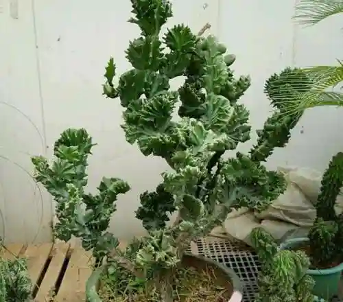 镇宅最灵的三种花(排名第一镇宅花)插图9