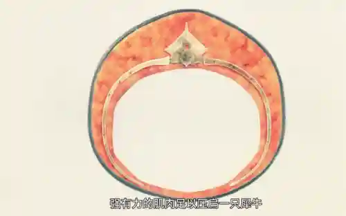 世界上最大的蛇(世界第一巨蛇)插图5