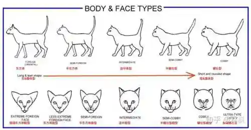 不同阵容猫咪搭配图表大全(狂战士搭配什么阵容)