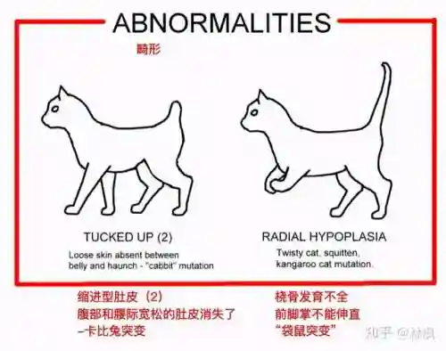 不同阵容猫咪搭配图表大全(狂战士搭配什么阵容)插图2