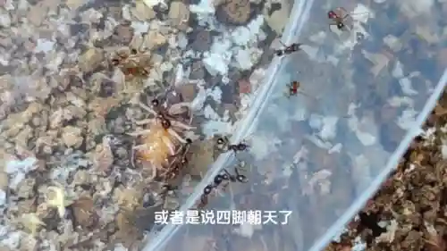 蚂蚁大战游戏推荐阵容搭配(蚂蚁战争游戏)插图3