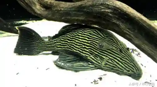 怪怪水族箱鱼类介绍(怪怪水族馆所有生物图鉴)插图4