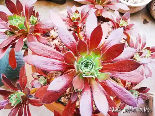 法师凤凰阵容搭配图片高清(云顶之弈最新法师阵容)插图2