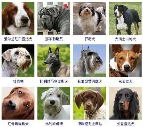 宠物狗的品种及价格图片大全(十大适合家养的狗)插图10