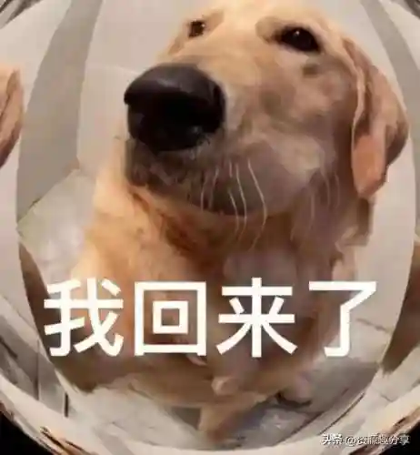 40个顶级搞笑笑话(积极向上正能量的幽默笑话)插图36