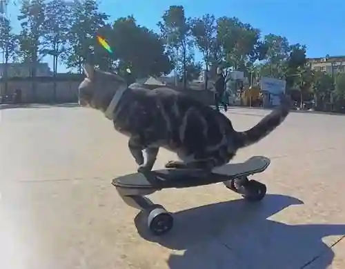 猫快记录生活记录你的美(快乐猫短视频记录生活记录你)插图1
